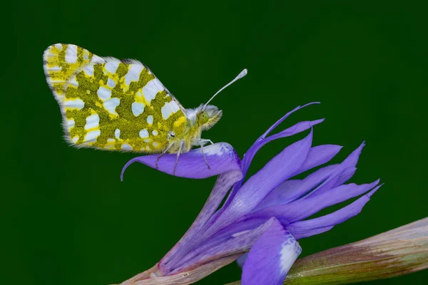 Macro Shots Beautiful Nature Scene Closeup Beautiful Butterfly Sitting Flower — Stock Photo, Image