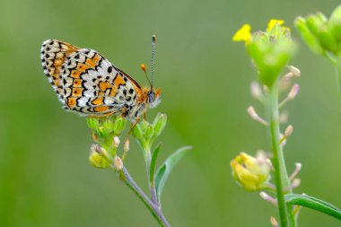 Makro çekimler, güzel doğa sahneleri. Yaklaş, güzel kelebek yaz bahçesindeki çiçekte oturuyor..