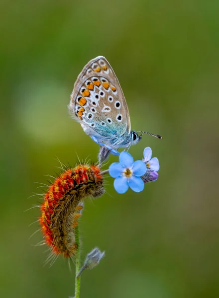 Macro Shots Beautiful Nature Scene Closeup Beautiful Butterfly Sitting Flower — Stock Photo, Image