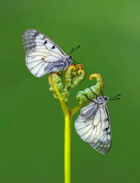 Macro Shots Bela Cena Natureza Closeup Bela Borboleta Sentado Flor — Fotografia de Stock