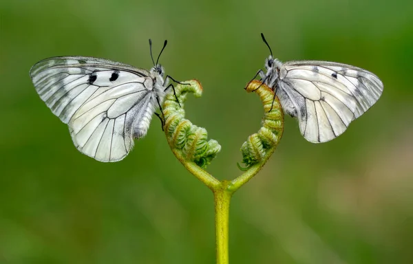 Macro Shots Prachtige Natuur Scene Close Mooie Vlinder Zittend Bloem — Stockfoto