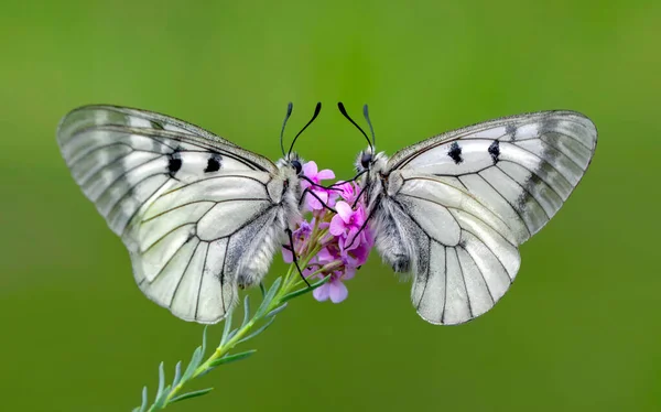 Macro Shots Bela Cena Natureza Closeup Bela Borboleta Sentado Flor — Fotografia de Stock