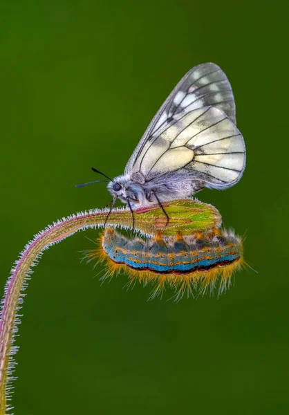 Makroaufnahmen Schöne Naturszene Nahaufnahme Schöner Schmetterling Sitzt Auf Der Blume — Stockfoto