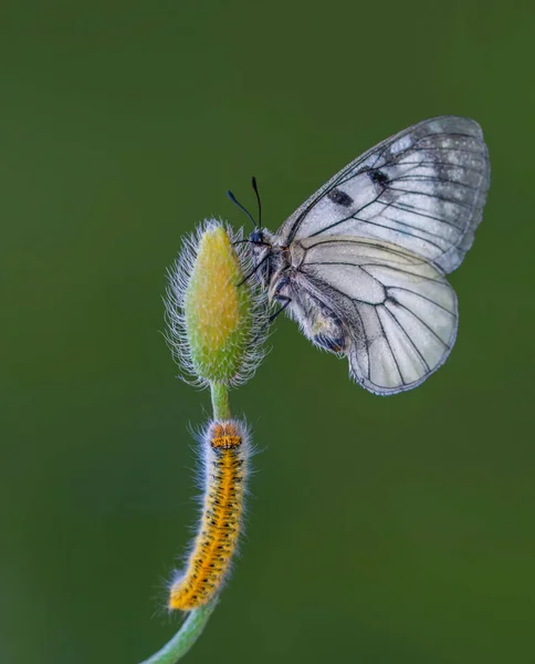 Makro Çekimler Güzel Doğa Sahneleri Yaklaş Güzel Kelebek Yaz Bahçesindeki — Stok fotoğraf