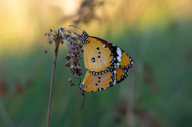 Makro çekimler, güzel doğa sahneleri. Yaklaş, güzel kelebek yaz bahçesindeki çiçekte oturuyor..