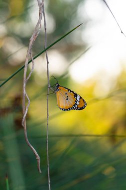 Makro çekimler, güzel doğa sahneleri. Yaklaş, güzel kelebek yaz bahçesindeki çiçekte oturuyor..