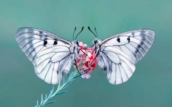 Makro Çekimler Güzel Doğa Sahneleri Yaklaş Güzel Kelebek Yaz Bahçesindeki — Stok fotoğraf