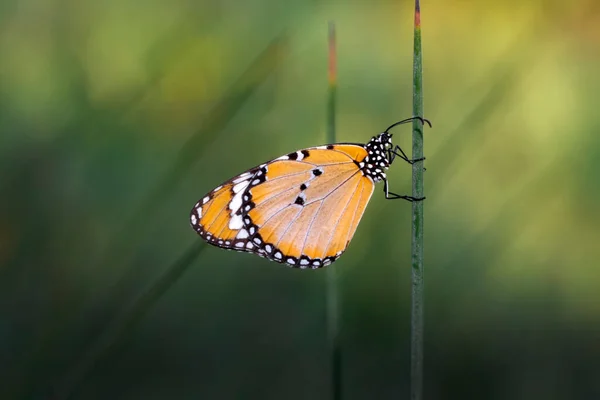 Makroaufnahmen Schöne Naturszene Nahaufnahme Schöner Schmetterling Sitzt Auf Der Blume — Stockfoto