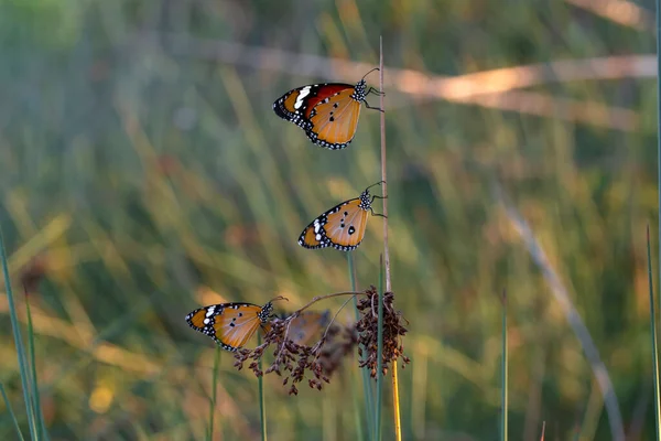 Macro Shots Beautiful Nature Scene Closeup Beautiful Butterfly Sitting Flower — Stock Photo, Image