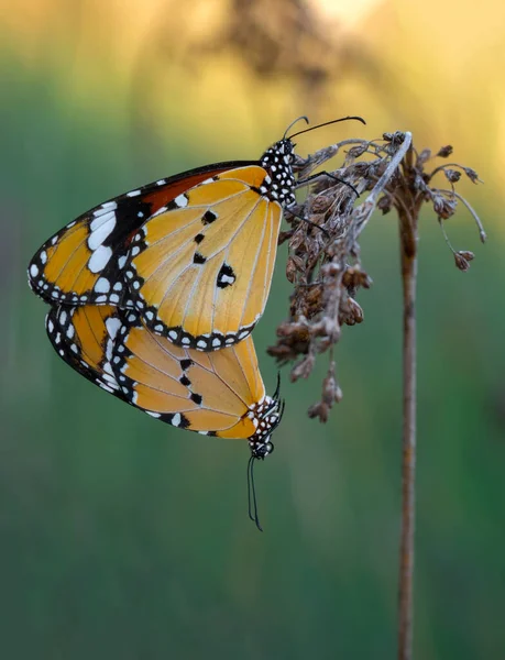 Makroaufnahmen Schöne Naturszene Nahaufnahme Schöner Schmetterling Sitzt Auf Der Blume — Stockfoto