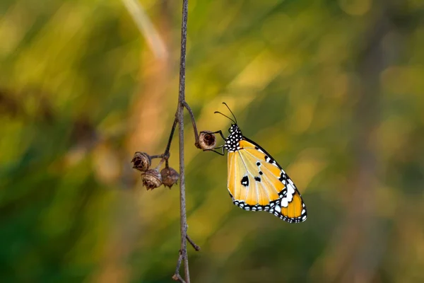 Makro Záběry Krásná Přírodní Scéna Closeup Krásný Motýl Sedí Květině — Stock fotografie