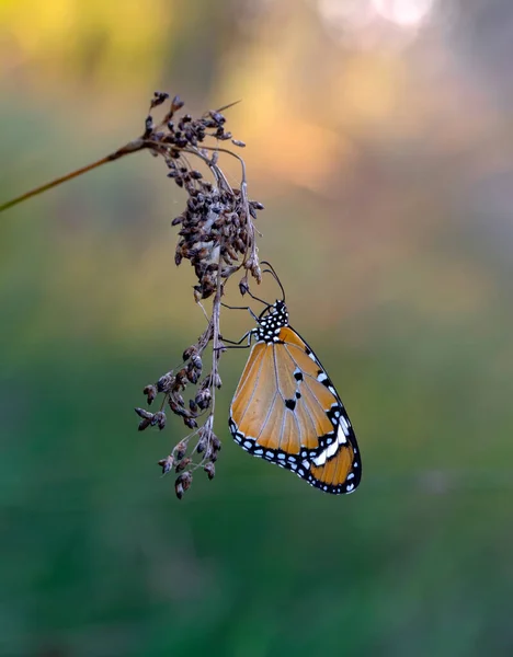 Makro Záběry Krásná Přírodní Scéna Closeup Krásný Motýl Sedí Květině — Stock fotografie