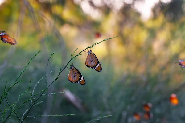 Piękne Motyle Monarchy Danaus Chrysippus Latające Nad Latem Kwiaty — Zdjęcie stockowe