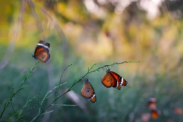 Прекрасные Бабочки Монархи Данай Хрисипп Летит Над Летними Цветами — стоковое фото