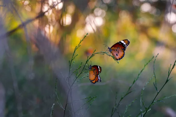 Hermosas Mariposas Monarca Danaus Chrysippus Volando Sobre Flores Verano — Foto de Stock