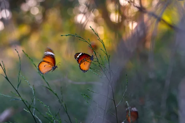 Beaux Papillons Monarques Danaus Chrysippus Survolant Les Fleurs Été — Photo