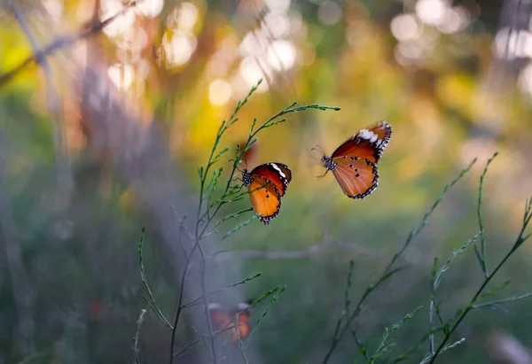 Beaux Papillons Monarques Danaus Chrysippus Survolant Les Fleurs Été — Photo