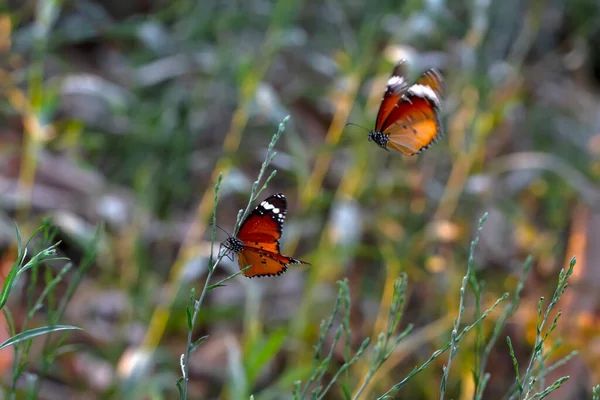 Прекрасні Монархічні Метелики Данас Хрисіпп Літають Над Літніми Квітами — стокове фото