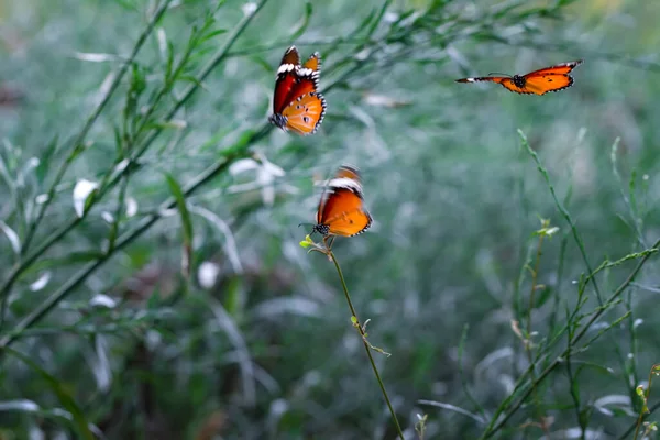 Beaux Papillons Monarques Danaus Chrysippus Survolant Les Fleurs Été — Photo