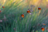 Картина, постер, плакат, фотообои "beautiful monarch butterflies, danaus chrysippus flying over summer flowers", артикул 409125858