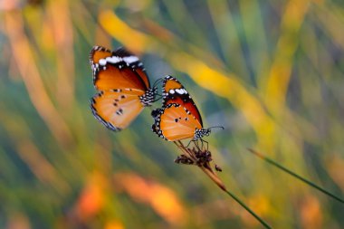 Güzel kral kelebekleri, Danaus kozalakları yaz çiçeklerinin üzerinde uçuyor.