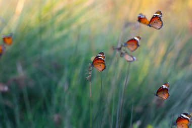 Güzel kral kelebekleri, Danaus kozalakları yaz çiçeklerinin üzerinde uçuyor.