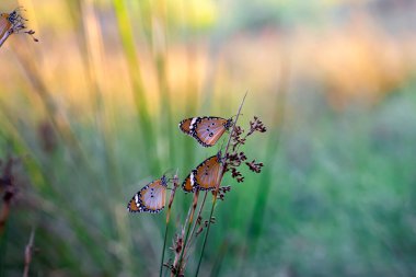 Makro çekimler, güzel doğa sahneleri. Yaklaş, güzel kelebek yaz bahçesindeki çiçekte oturuyor..