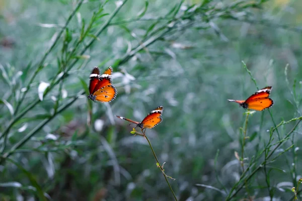 Schöne Monarchfalter Danaus Chrysippus Fliegt Über Sommerblumen — Stockfoto