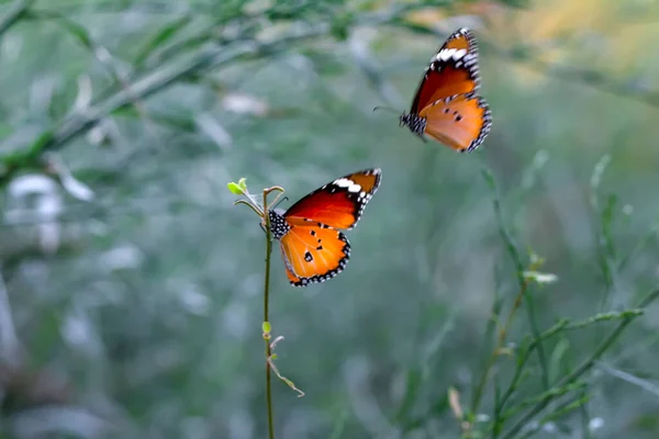Beaux Papillons Monarques Danaus Chrysippus Survolant Les Fleurs Été — Photo