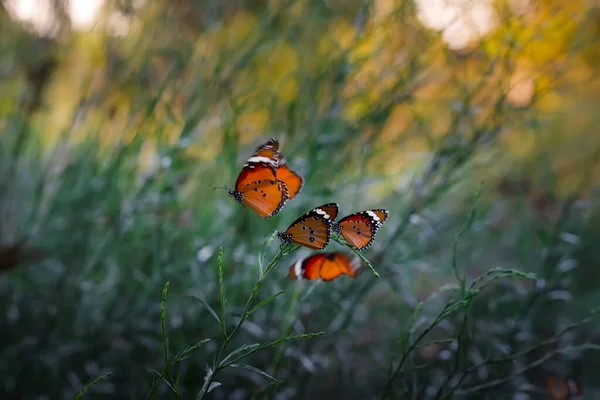 Krásní Motýli Monarcha Danaus Chrysippus Létající Nad Letními Květinami — Stock fotografie