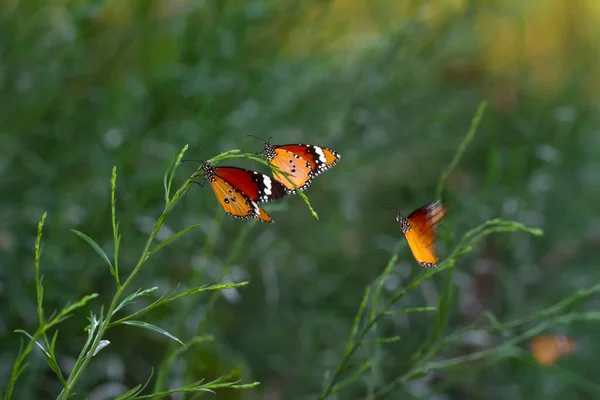 아름다운 왕나비 시포스 — 스톡 사진