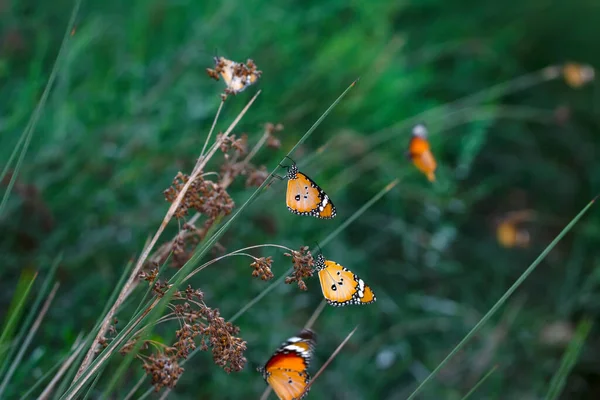 Krásní Motýli Monarcha Danaus Chrysippus Létající Nad Letními Květinami — Stock fotografie