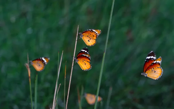 Hermosas Mariposas Monarca Danaus Chrysippus Volando Sobre Flores Verano — Foto de Stock