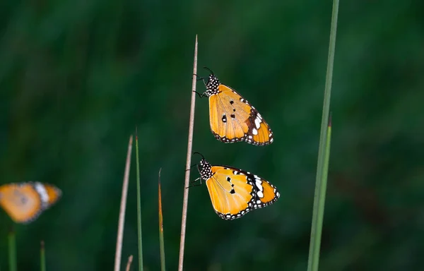 Krásní Motýli Monarcha Danaus Chrysippus Létající Nad Letními Květinami — Stock fotografie