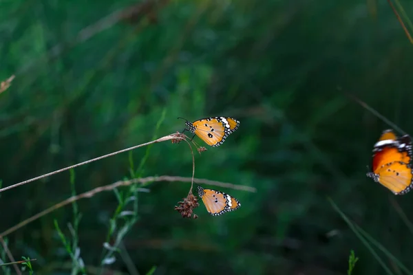 Beaux Papillons Monarques Danaus Chrysippus Survolant Les Fleurs Été — Photo