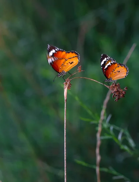 Schöne Monarchfalter Danaus Chrysippus Fliegt Über Sommerblumen — Stockfoto