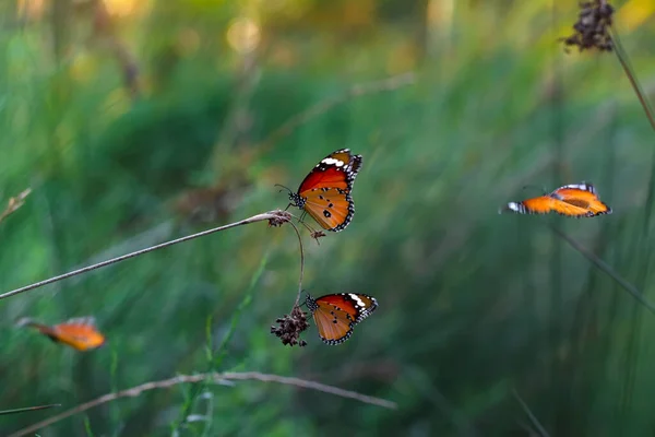 Schöne Monarchfalter Danaus Chrysippus Fliegt Über Sommerblumen — Stockfoto