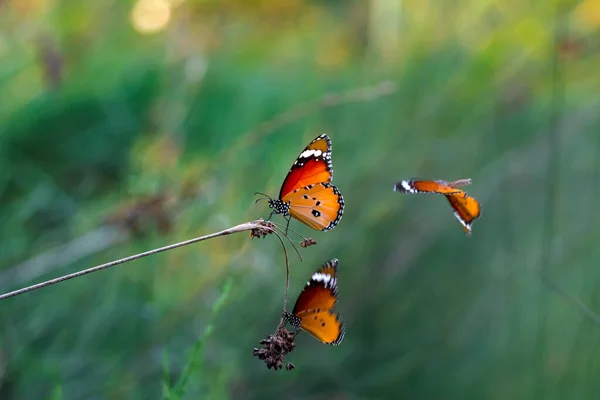 Beaux Papillons Monarques Danaus Chrysippus Survolant Les Fleurs Été — Photo