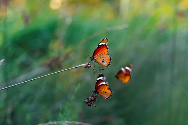 Schöne Monarchfalter Danaus Chrysippus Fliegt Über Sommerblumen — Stockfoto