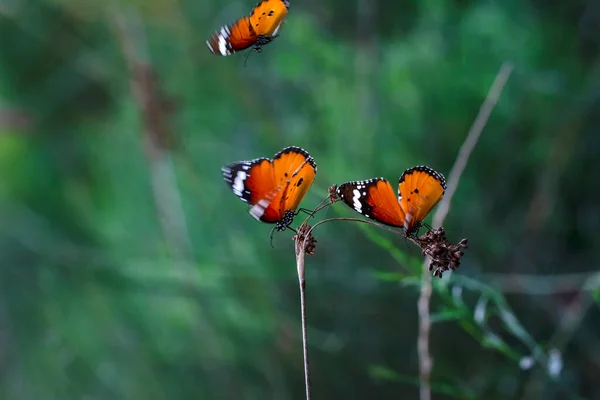 Schöne Monarchfalter Danaus Chrysippus Fliegt Über Sommerblumen — Stockfoto