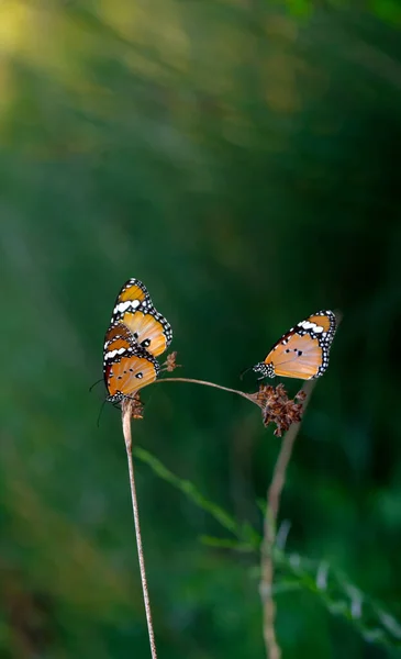 Hermosas Mariposas Monarca Danaus Chrysippus Volando Sobre Flores Verano — Foto de Stock
