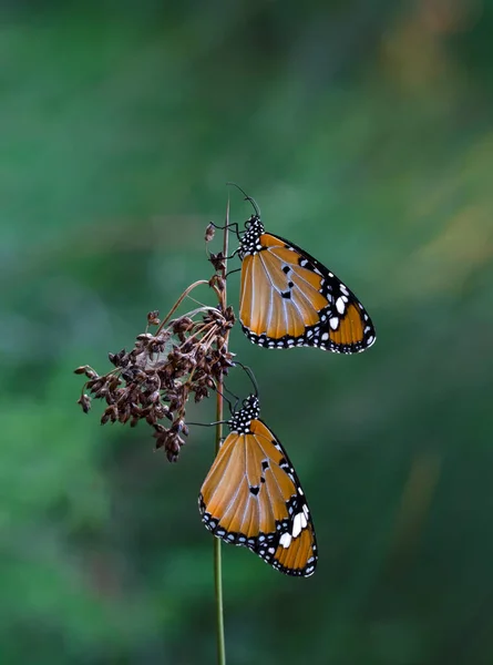 Fotos Macro Hermosa Escena Naturaleza Primer Plano Hermosa Mariposa Sentada — Foto de Stock