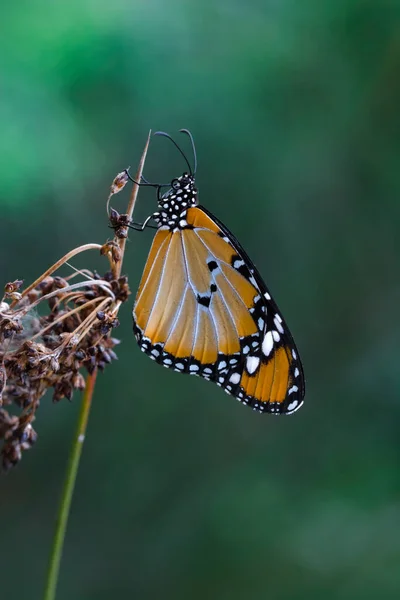 Belle Farfalle Monarca Danaus Chrysippus Che Sorvola Fiori Estivi — Foto Stock