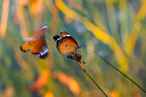 Borboletas Monarca Bonita Danaus Crisálipo Voando Sobre Flores Verão — Fotografia de Stock