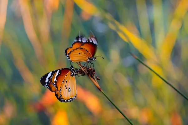 Beautiful Monarch Butterflies Danaus Chrysippus Flying Summer Flowers — Stock Photo, Image