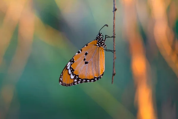 Gyönyörű Uralkodó Pillangók Danaus Chrysippus Repül Nyári Virágok — Stock Fotó