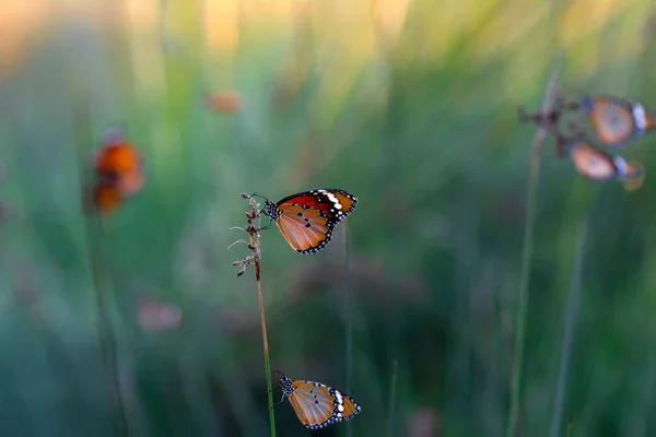 Прекрасні Монархічні Метелики Данас Хрисіпп Літають Над Літніми Квітами — стокове фото