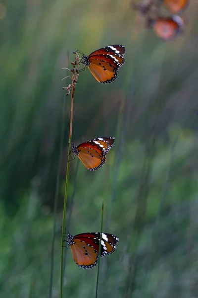 Piękne Motyle Monarchy Danaus Chrysippus Latające Nad Latem Kwiaty — Zdjęcie stockowe