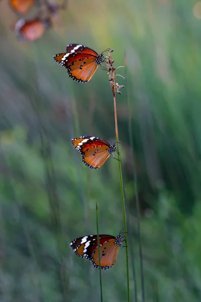 Schöne Monarchfalter Danaus Chrysippus Fliegt Über Sommerblumen — Stockfoto