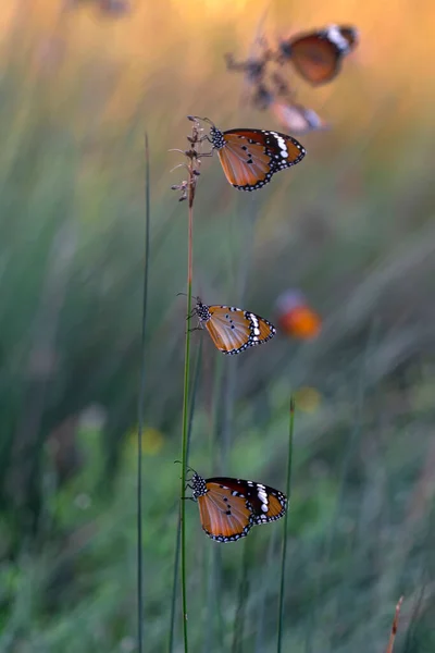 Schöne Monarchfalter Danaus Chrysippus Fliegt Über Sommerblumen — Stockfoto